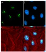 Nucleostemin Antibody in Immunocytochemistry (ICC/IF)