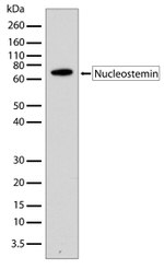 Nucleostemin Antibody in Western Blot (WB)