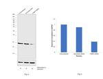 FABP4 Antibody in Western Blot (WB)