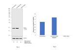 FABP4 Antibody in Western Blot (WB)