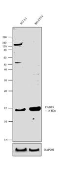 FABP4 Antibody in Western Blot (WB)