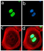 FABP4 Antibody in Immunocytochemistry (ICC/IF)