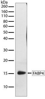 FABP4 Antibody in Western Blot (WB)