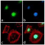 Rex1 Antibody in Immunocytochemistry (ICC/IF)