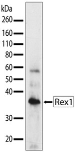 Rex1 Antibody in Western Blot (WB)