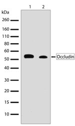 Occludin Antibody in Western Blot (WB)