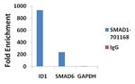 SMAD1 Antibody in ChIP Assay (ChIP)