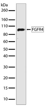 FGFR4 Antibody in Western Blot (WB)