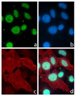 PITX3 Antibody in Immunocytochemistry (ICC/IF)