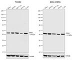 ERK1 Antibody