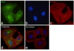 ERK1 Antibody in Immunocytochemistry (ICC/IF)