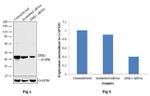 ERK1 Antibody