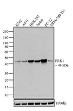 ERK1 Antibody in Western Blot (WB)