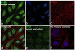 Ki-67 Antibody