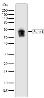 RUNX1 Antibody in Western Blot (WB)