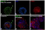 CXCL10 Antibody in Immunocytochemistry (ICC/IF)