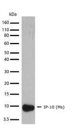 CXCL10 Antibody in Western Blot (WB)