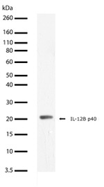 IL-12 p40 Antibody in Western Blot (WB)