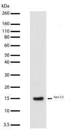 ApoC3 Antibody in Western Blot (WB)