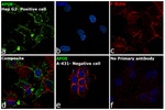 APOE Antibody in Immunocytochemistry (ICC/IF)