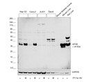 APOE Antibody in Western Blot (WB)