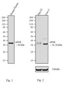 APOE Antibody in Western Blot (WB)