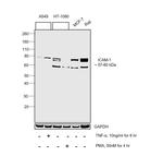 ICAM-1 Antibody