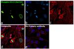 Phospho-Histone H3 (Ser10) Antibody in Immunocytochemistry (ICC/IF)