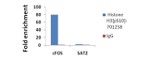 Phospho-Histone H3 (Ser10) Antibody