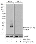 Phospho-Histone H3 (Ser10) Antibody