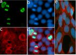 Phospho-Histone H3 (Ser10) Antibody in Immunocytochemistry (ICC/IF)