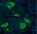 Insulin Antibody in Immunohistochemistry (IHC)