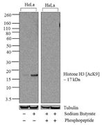 H3K9ac Antibody in Western Blot (WB)