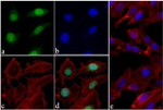 H3K9ac Antibody in Immunocytochemistry (ICC/IF)