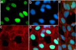 Phospho-Rb (Thr821) Antibody in Immunocytochemistry (ICC/IF)