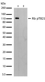 Phospho-Rb (Thr821) Antibody in Western Blot (WB)