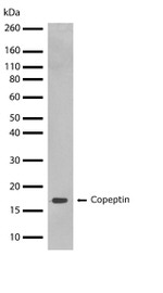 Copeptin Antibody in Western Blot (WB)