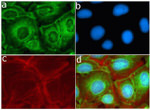 MMP16 Antibody in Immunocytochemistry (ICC/IF)