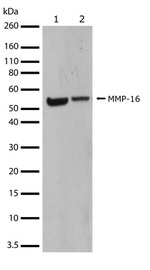 MMP16 Antibody in Western Blot (WB)