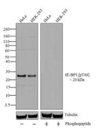 Phospho-4EBP1 (Thr46) Antibody in Western Blot (WB)