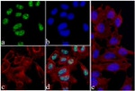 Phospho-4EBP1 (Thr46) Antibody in Immunocytochemistry (ICC/IF)