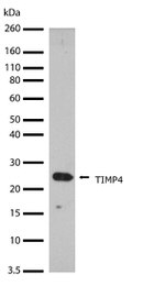 TIMP4 Antibody in Western Blot (WB)