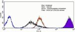 Phospho-S6 (Ser235, Ser236) Antibody in Flow Cytometry (Flow)