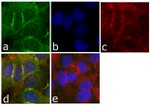 CD56 Antibody in Immunocytochemistry (ICC/IF)