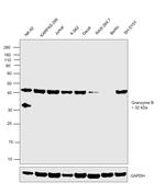 Granzyme B Antibody in Western Blot (WB)