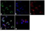 Granzyme B Antibody in Immunocytochemistry (ICC/IF)