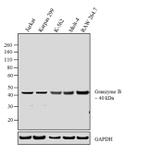 Granzyme B Antibody in Western Blot (WB)