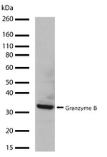 Granzyme B Antibody in Western Blot (WB)