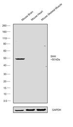 SHH Antibody in Western Blot (WB)