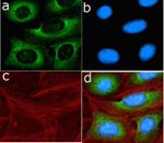 SHH Antibody in Immunocytochemistry (ICC/IF)